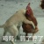 这货不是骑士